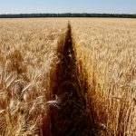 A wheat field near the village of Zhovtneve, Ukraine in 2016.  Photo: Reuters/Valentyn Ogirenko/File
