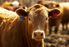 Vaccinations are a huge part of biosecurity on farms and ranches.