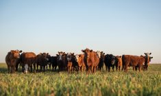 “Our focus is on sustainable protein and growing that industry, including the beef sector, and we’ve had a lot of announcements that we’ve done here recently that will help with that.” – Derek Johnson, Manitoba Agriculture Minister.