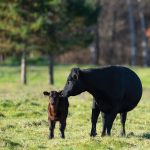 Should you buy your numbers back quickly, or retain heifers? The answer is, it depends.