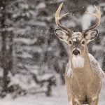 White-tailed deer buck