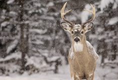 White-tailed deer buck