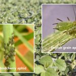 Aphids were once again a problem to contend with this year.