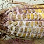 Mycotoxins, such as vomitoxin, are produced primarily by Gibberella ear moulds (seen here) and can be disruptive when fed to livestock, especially hogs.  Photo: OMAFRA
