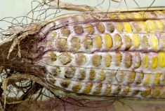 Mycotoxins, such as vomitoxin, are produced primarily by Gibberella ear moulds (seen here) and can be disruptive when fed to livestock, especially hogs.  Photo: OMAFRA
