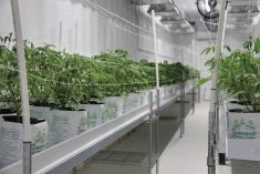 Cannabis plants at Delta 9’s Winnipeg production facility.