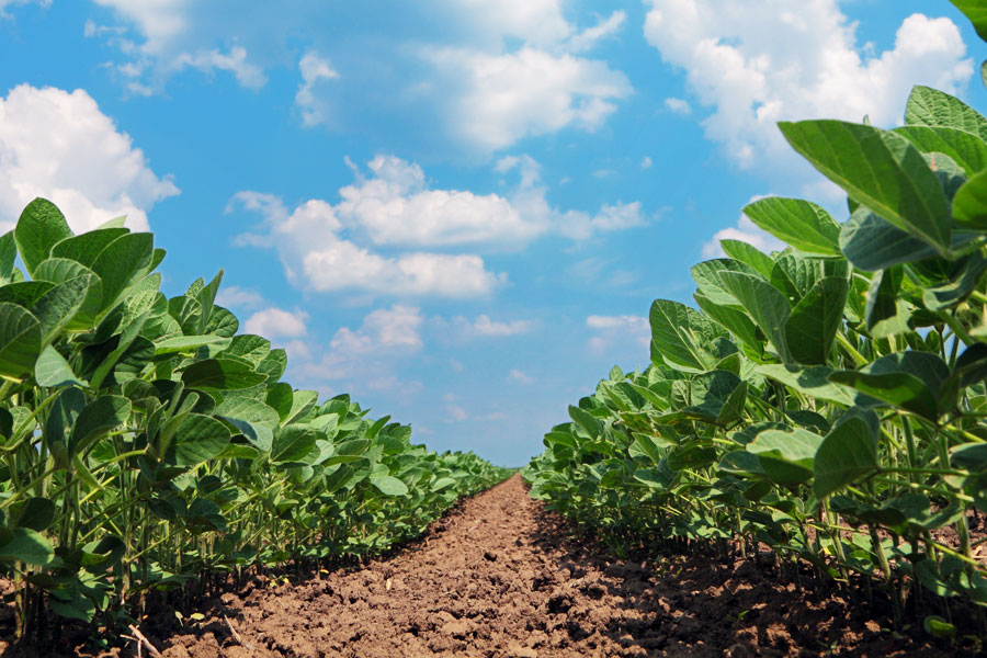 Over 70 per cent of Argentina’s 2021-22 soybean crop sold