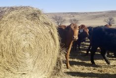 Body weight, stage of production, environmental factors and forage quality will play key roles in determining the winter feed needs of a cow.