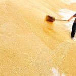 A farmer in China piles wheat.  Photo: Reuters/File
