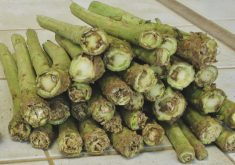 Blackleg at the base of canola stems.