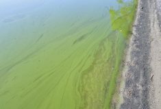 Lake Winnipeg algae bloom in 2017.