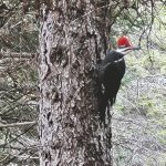 Crow-sized pileated woodpeckers survive on a diet of grubs mined from decaying trees.