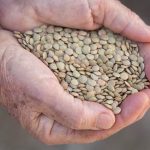 Green lentils. (Savany/iStock/Getty Images)
