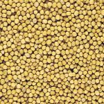 India gives environmental approval for gene-modified mustard