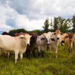 A herd of cows in Brazil. Brazil is home to some of the world’s largest meatpackers.