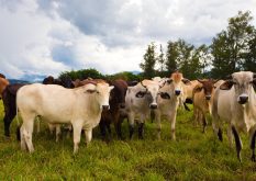 A herd of cows in Brazil. Brazil is home to some of the world’s largest meatpackers.
