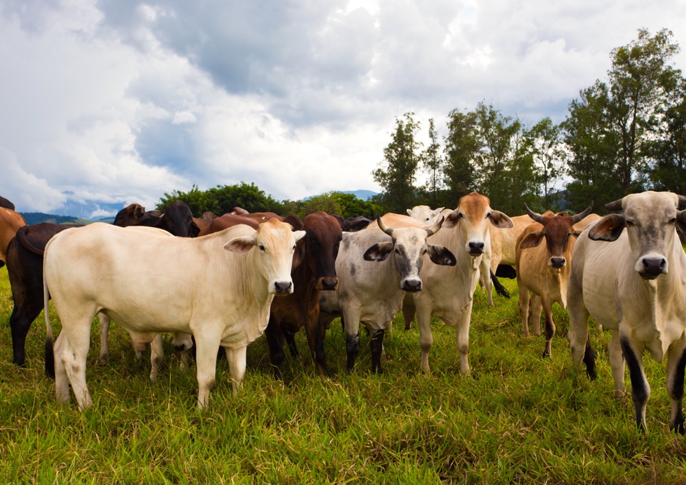 A herd of cows in Brazil. Brazil is home to some of the world’s largest meatpackers.