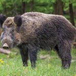 Central European Boar. In 2020, an outbreak of African Swine Fever that devastated the German pork industry is suspected to have come from wild pigs from Poland.