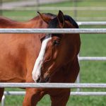 Horse training programs need to start with an awareness of how horses learn.