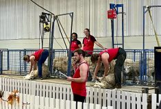 Sheep shearing demonstration at AgEx in Brandon last month.