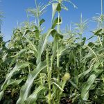 File photo of growing corn plants. (Peggy Greb photo courtesy ARS/USDA)
