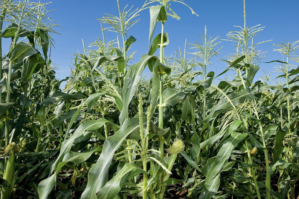 File photo of growing corn plants. (Peggy Greb photo courtesy ARS/USDA)
