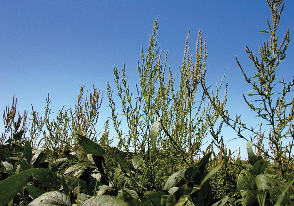 “There are waterhemp populations, mostly in the States, that are resistant to nine different herbicide groups. At that point, you have no options left.” – Kim Brown Livingston.