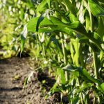 U.S. corn ending stocks in the latest WASDE report were estimated at 1.182 billion bushels.