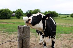 (Diane Kuhl/iStock/Getty Images)