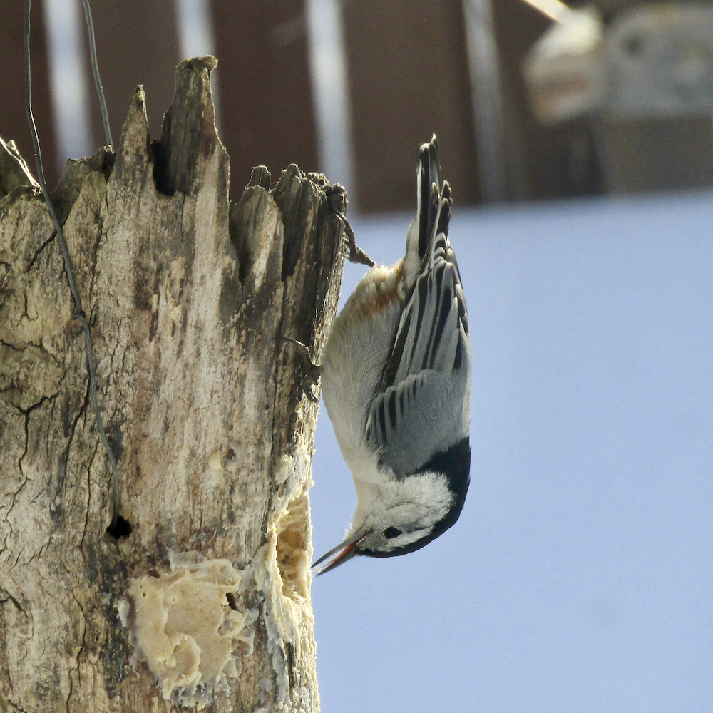 A white breasted nuthatch — otherwise known as the ‘upside down bird’.