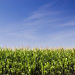 Brazil could soon overtake the United States as top corn supplier, as it did for soybeans a decade ago.