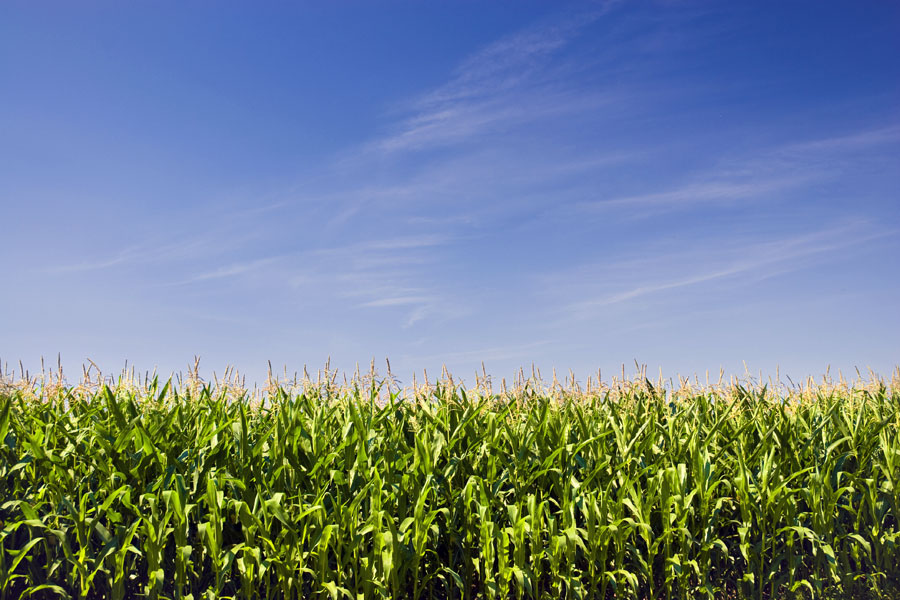 Brazil could soon overtake the United States as top corn supplier, as it did for soybeans a decade ago.