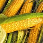 Mexico not buying U.S. yellow corn as GM ban looms