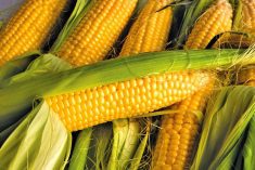 Mexico not buying U.S. yellow corn as GM ban looms