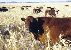 “Cattle are selective grazers and will eat any grain first that is remaining in the field, followed by husk and leaf.” – Zac Carlson, NDSU Extension.