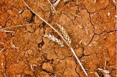 The impact of climate change is already being seen, says a wheat breeder with Agriculture and Agri-Food Canada. Weather data shows rising temperatures, and in many areas, considerably less rainfall.