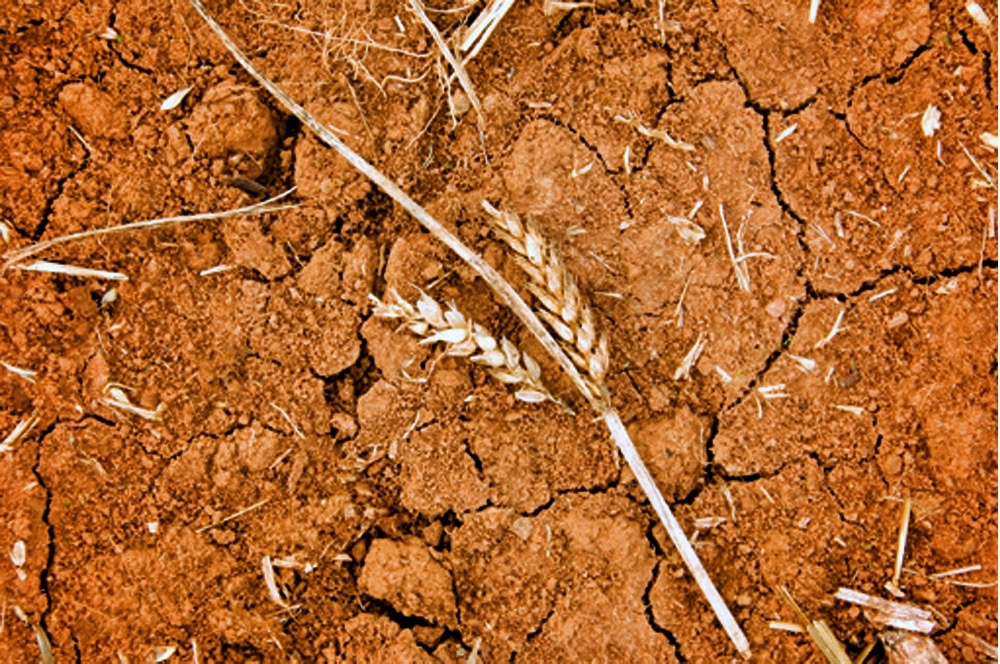 The impact of climate change is already being seen, says a wheat breeder with Agriculture and Agri-Food Canada. Weather data shows rising temperatures, and in many areas, considerably less rainfall.