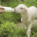 “When we start having enough lambs on the bottle that it takes more than 15 minutes, that’s when we fire up the machine.” – Martin Catto.