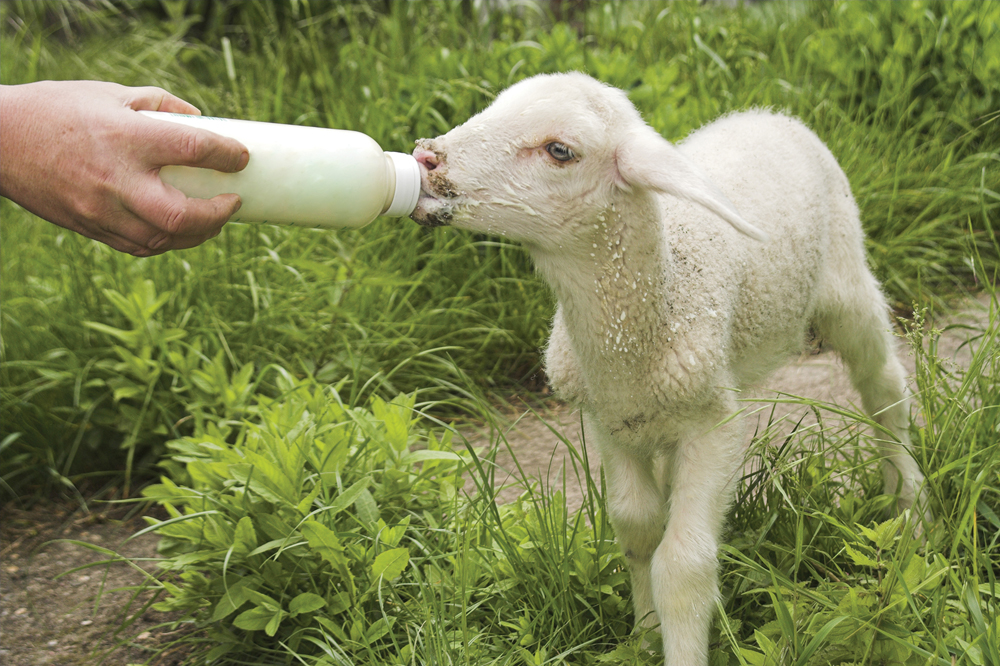 “When we start having enough lambs on the bottle that it takes more than 15 minutes, that’s when we fire up the machine.” – Martin Catto.