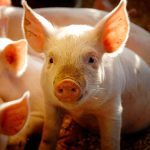 The pork industry is highly integrated throughout North America, so having a requirement in one state will have a ripple effect throughout the value chain.