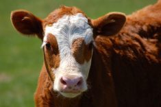 Besides birth, weaning is one of the most stressful periods in a calf’s life.