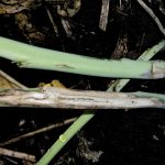 Blackleg in a canola plant stem.  Photo: File
