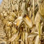Trade still needs to jump through the final hoop on 2022 yields in January, often challenging in the case of corn.