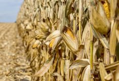 Trade still needs to jump through the final hoop on 2022 yields in January, often challenging in the case of corn.