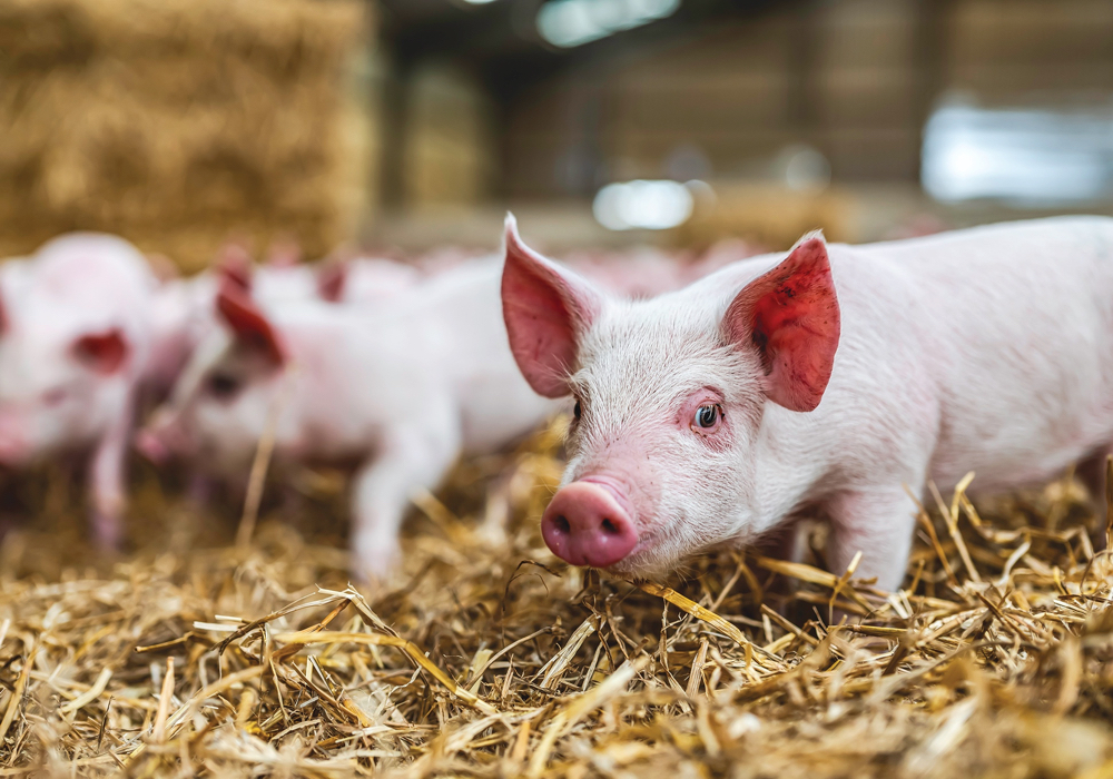 The pork sector in Manitoba delivers a prime example of the benefits of trade liberalization in agriculture.