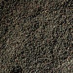 Canadian crushers have processed about three million tonnes of canola during the 2022-23 crop year to date.