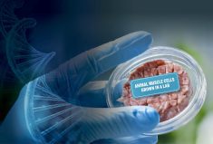 The Cultured Meat Revolution: By the end of the decade these products could be as cheap as traditional meat.