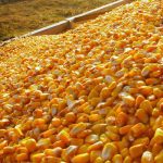 Brazil corn freight prices jump in wake of road blockades