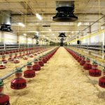 Avian flu outbreak wipes out 50.54 million U.S. birds