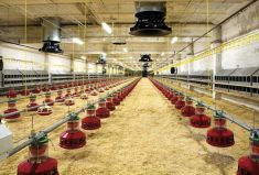 Avian flu outbreak wipes out 50.54 million U.S. birds